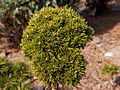 Picea abies Napoleon IMG_5052 (VALENTA) Świerk pospolity